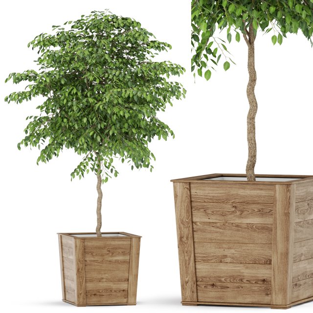 Plants collection 418 Modelo 3D .c4d .max .obj .3ds .fbx .stl .blend 