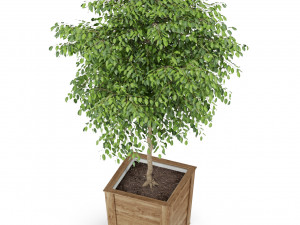 Plants collection 418 Modelo 3D