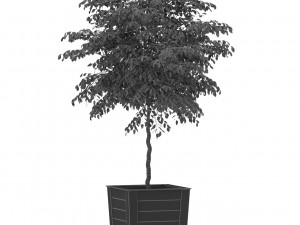 Plants collection 418 Modelo 3D