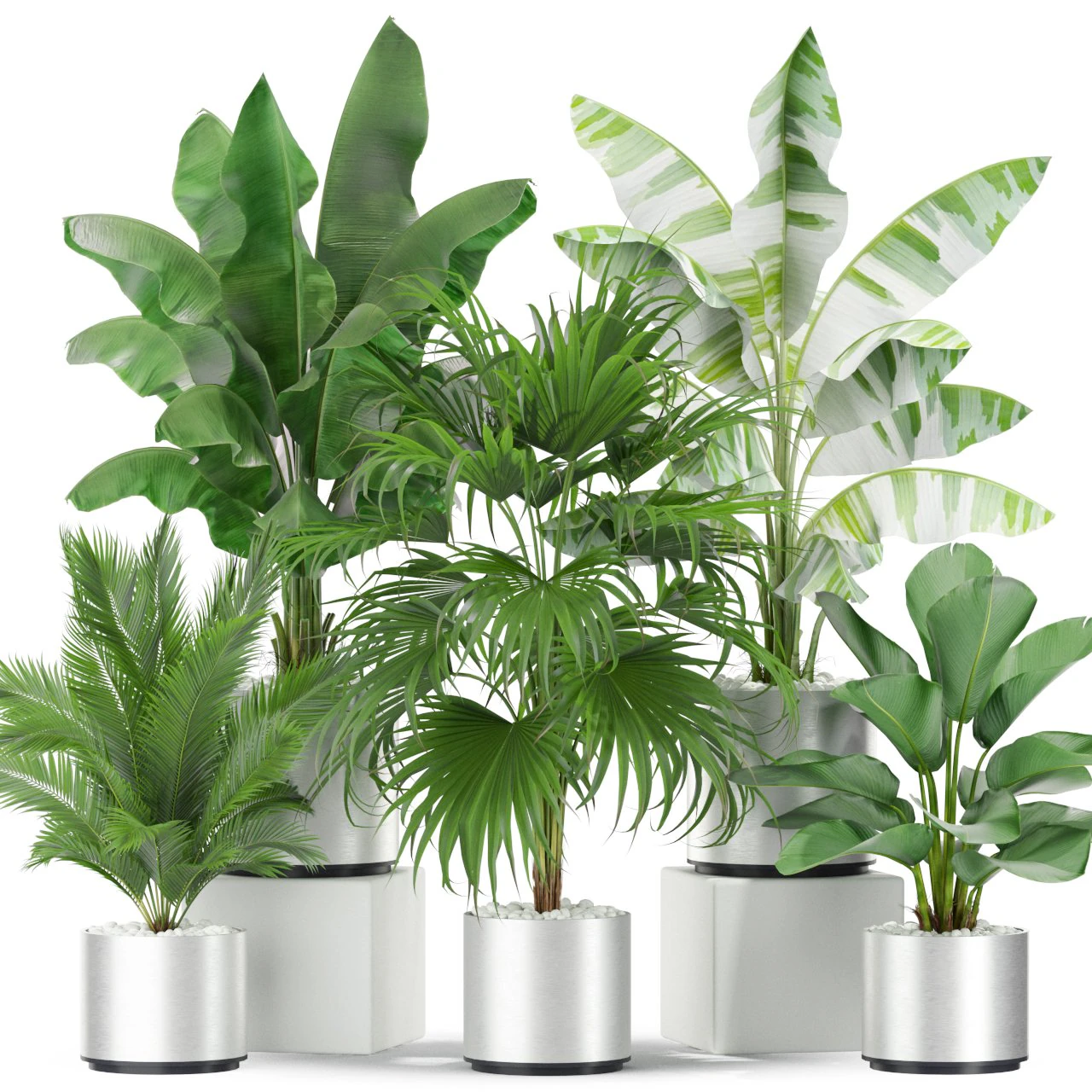 Plants collection 419 3D Model .c4d .max .obj .3ds .fbx .stl .blend 