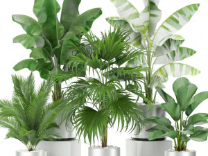 Коллекция растений 419 3D Модель