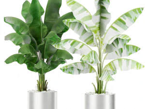 Plants collection 419 3D Model