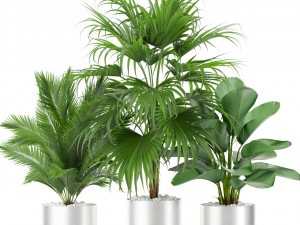 Plants collection 419 Model 3D
