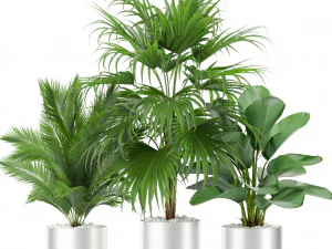 Plants collection 419 3D Model