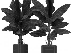 Plants collection 419 3D Model