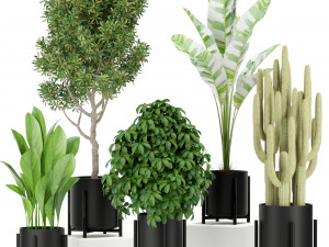 Plants collection 420 3D Model