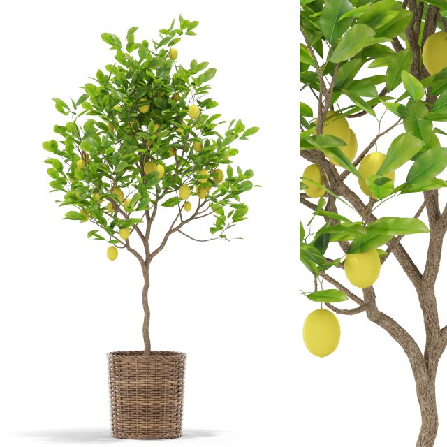 Plants collection 421 Model 3D .c4d .max .obj .3ds .fbx .stl .blend 