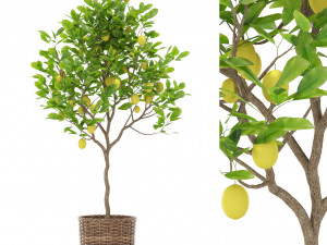 Plants collection 421 3D Модель