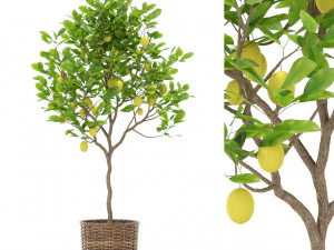 Collection de plantes 421 Modèle 3D