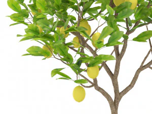 Plants collection 421 3D Model