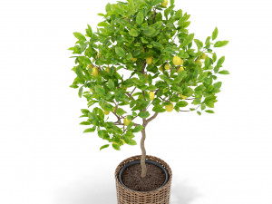 Plants collection 421 Model 3D
