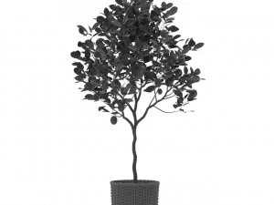 Plants collection 421 3D Model