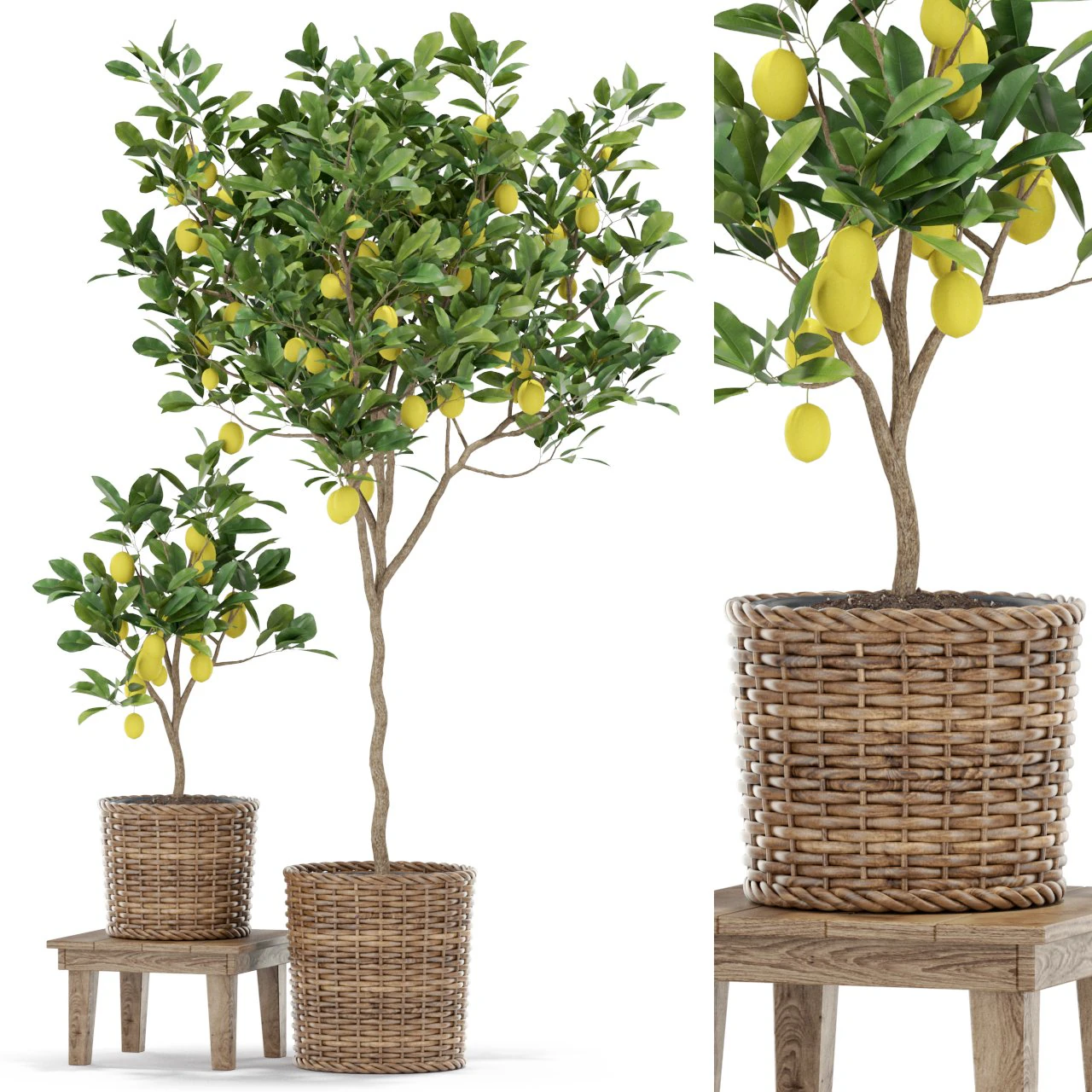 Plants collection 422 3D Model .c4d .max .obj .3ds .fbx .stl .blend 