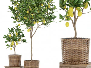 Colecci&oacute;n de plantas 422 Modelo 3D