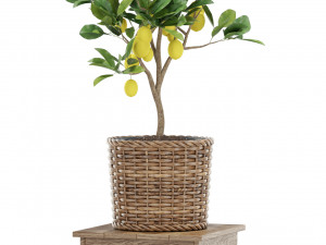 Plants collection 422 3D Model