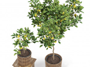 Plants collection 422 3D Model
