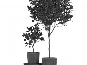 Plants collection 422 3D Model