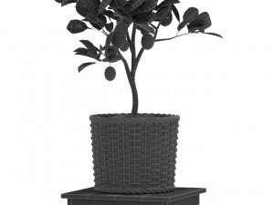 Plants collection 422 3D Model