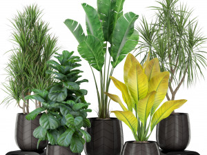 Plants collection 423 3D Модель