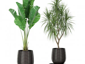 पौधों का संग्रह 423 3D मॉडल