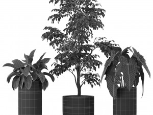 Plants collection 424 3D 模型