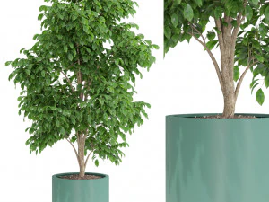 Collection de plantes 425 Modèle 3D