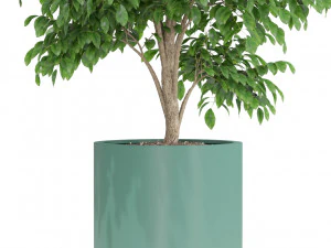 Plants collection 425 3D Model