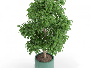 Plants collection 425 3D Model