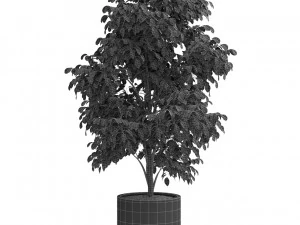 Plants collection 425 3D Model
