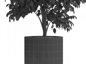 Plants collection 425 3D Model