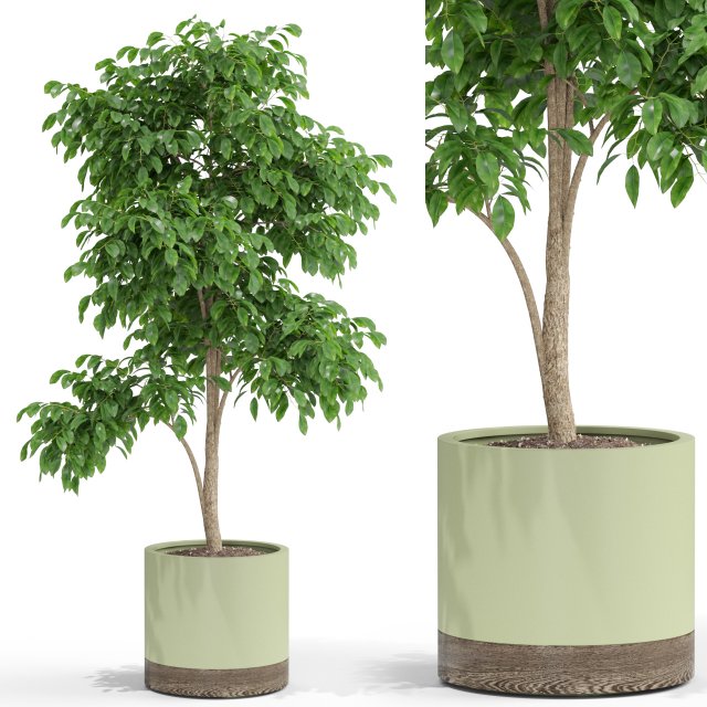Plants collection 426 3D Модель .c4d .max .obj .3ds .fbx .stl .blend 