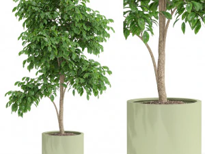 식물채집 426 3D 모델