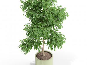 Plants collection 426 3D Модель