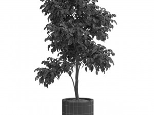 Plants collection 426 3D Модель