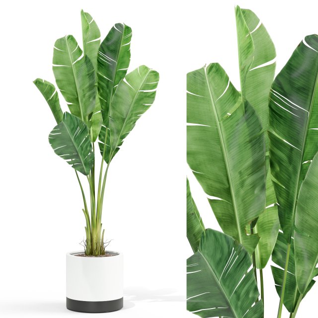 Plants collection 427 3D 模型 .c4d .max .obj .3ds .fbx .stl .blend 