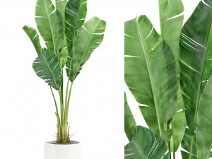Plants collection 427 3Dモデル