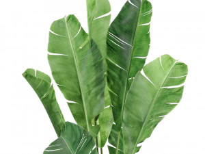 Plants collection 427 3D Model