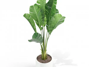 Plants collection 427 3D Model
