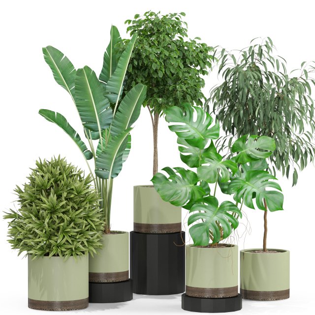 Plants collection 429 3D Model .c4d .max .obj .3ds .fbx .stl .blend 