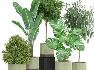 Plants collection 429 3D Model