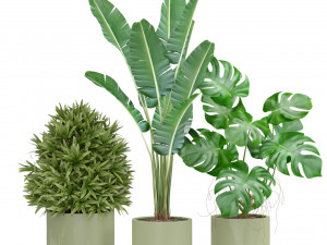 Plants collection 429 3D Model