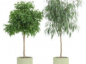 Plants collection 429 3D Model