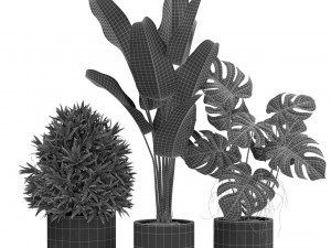 Plants collection 429 3D Model