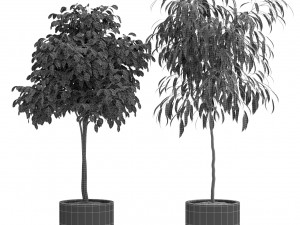 Plants collection 429 3D Model
