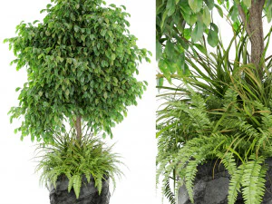 Коллекция растений 434 3D Модель