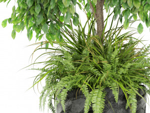 Plants collection 434 3D Model