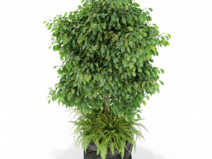 Plants collection 434 3D Model