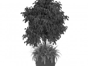 Plants collection 434 3D Model