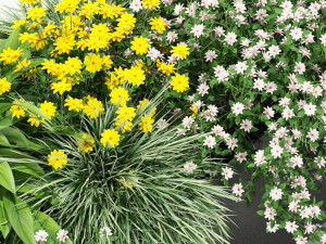 Plants collection 435 3D Model