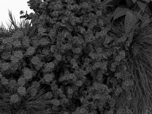 Plants collection 435 3D Model